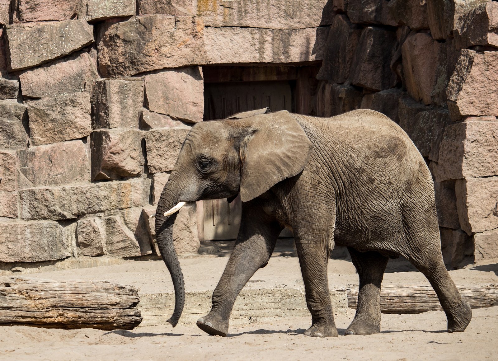 Elephants At The West Berlin Zoo - Zoologisches Garten