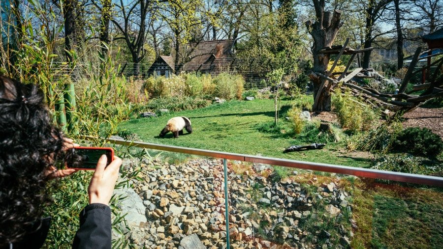 Zoo Berlin - Panda Bears